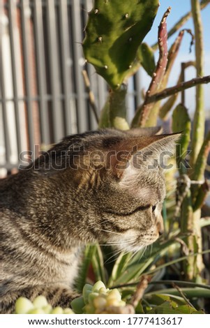 European, gray and black brindle cat as background 
