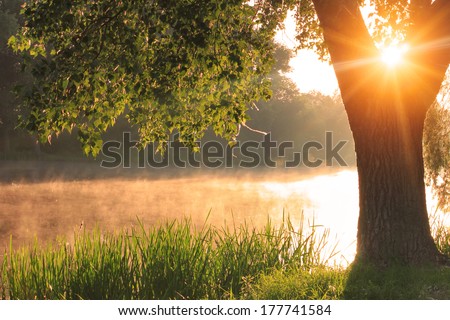 Misty dawn at the lake Royalty-Free Stock Photo #177741584