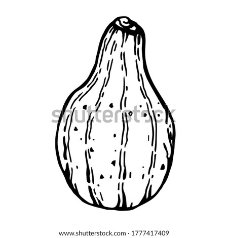 Pumpkin in the form of a pear with stripes.  Vector illustration of a hand-drawn outline on a white background, Doodle.