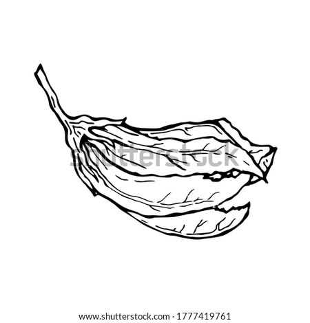 Pumpkin Bud. Vector illustration of a hand-drawn outline on a white background, Doodle.