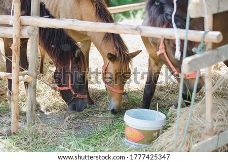 3 horses eating grass tied in a rope