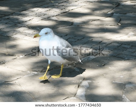 Close-up seagull walks on the pavement