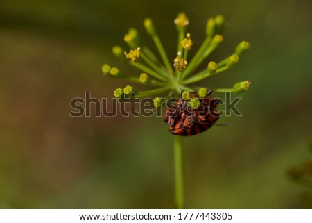 Red striped bedbug on a green branch of dill Graphosoma italicum, red and black striped stink bug, Pentatomidae. 