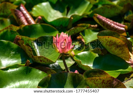 Red water lily flowers (Nymphaea alba f. rosea) in a lake. The flower is a red variety of the white water lily (Nymphaea alba).