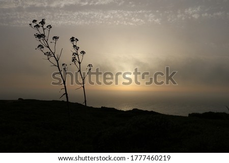 Beautiful sunset with silhouetted wild plant.