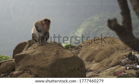 Monkeys at Lonavala, Khandala, Tiger Point, Maharashtra, India