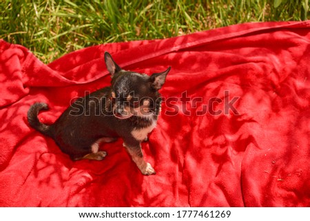 Beautiful chihuahua dog. Animal portrait. Stylish photo. Red background. Collection of funny animals. chihuahua dog on red background. Dog and nature. Chihuahua on a red towel.Animals and rest concept