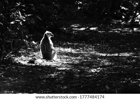 A ring-tailed lemur (Lemur catta) sitting in the sun in a forest. Black and white photo. 