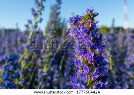 Echium vulgare vipers bugloss blooms in a meadow Royalty-Free Stock Photo #1777504424