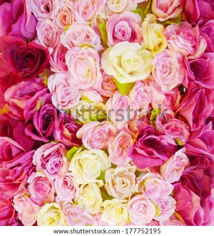 Rose flower texture backgrounds