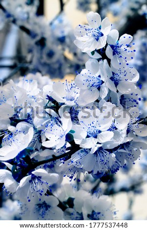 pictured in the photo White flowers and buds of an apricot tree in spring blossom, selective focus