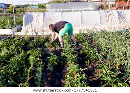 pictured in the photo man picking strawberries in the garden