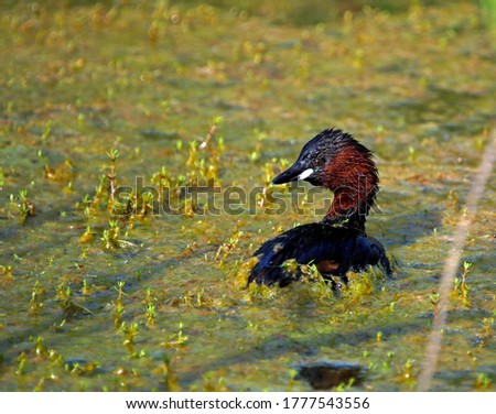 Little grebe fishing in a weed covered pond