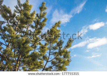 pine branches stretching into the sky Royalty-Free Stock Photo #177755315