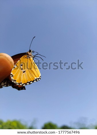 Close up of Plain Tiger Butterfly In human hand.Butterfly In hand.Beautiful butterfly against beautiful Sky.With selective focus on the subject.
