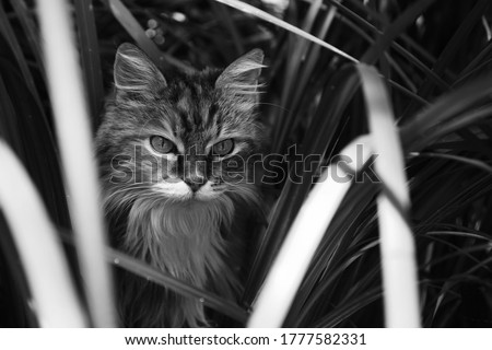 A maine coon cat hiding behind some plants in a garden. 