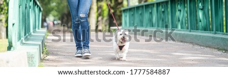 white little dog walking along the bridge with the mistress. Dog walking on a leash