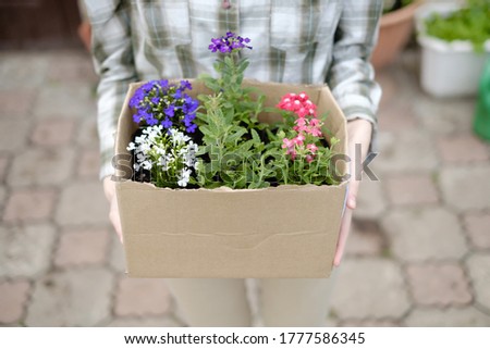 woman holding a box of flowers to plant them in a flower bed