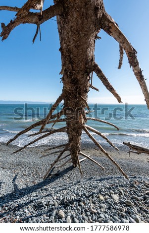 Wood and trees on sandcut beacht Sooke in Canada on a sunny summers day with blue skies