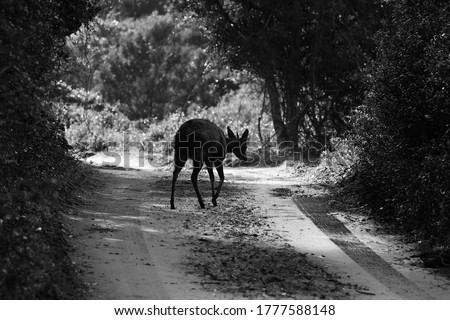 A buck crossing the road in South Africa. 