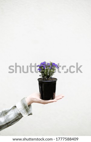 A flowerpot of blue flowers holds a hand on a white background