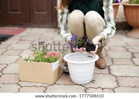 woman transplants flowers into flowerpots near her house in the garden