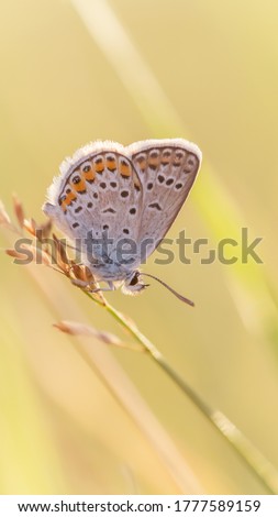 Blue Plebejus sp. butterfly on a grass environment of the wild meadow. Selective focus with blurred yellow-green background. Beautiful summer butterfly, inspiration nature. Cool for smartphone screen.