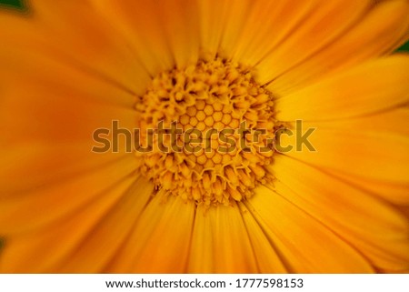 Calendula Orange Flower Close up