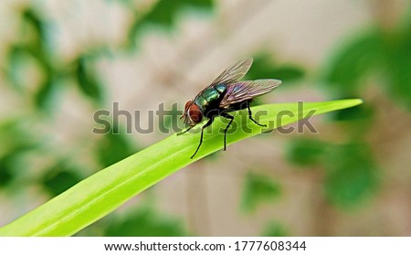 Home housefly sitting on a long green leaf close up macro shoot Royalty-Free Stock Photo #1777608344