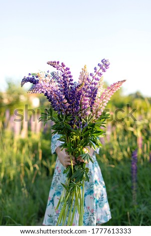 A girl in a dress holds a bouquet of lupines in front of her. Summer day and a bouquet of lupines.