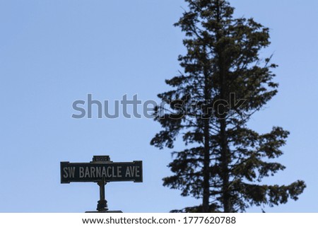 street sign with pine trees and sky