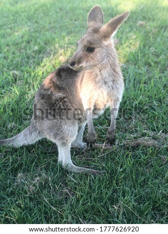 The wildlife in Australia is adorable 