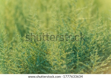 Subtle green background. Nature summer background of small wild meadow sagebrush at evening. Soft focus blured image at sunny sunset time. Natural background.
