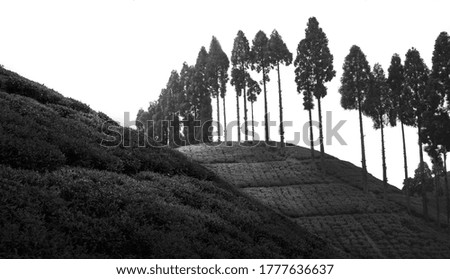 Tea garden landscape in black and white.