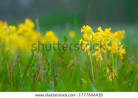 closeup image of yellow wildflowers