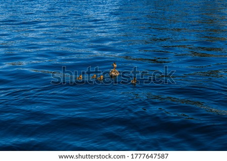 Family of ducks swimming in a park later with blue water textures. 