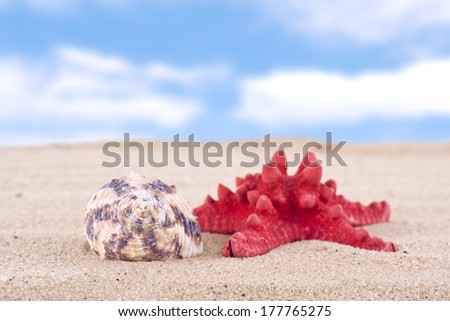 star fish on the sandy beach and cloudy blue sky background