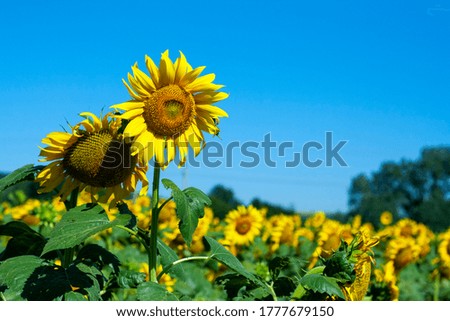 Flowering sunflower in the field of sunflowers