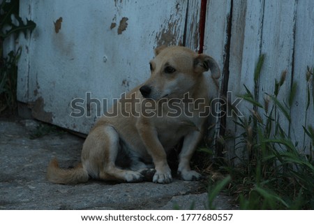 a small beige dog sits fearfully huddled against the gate