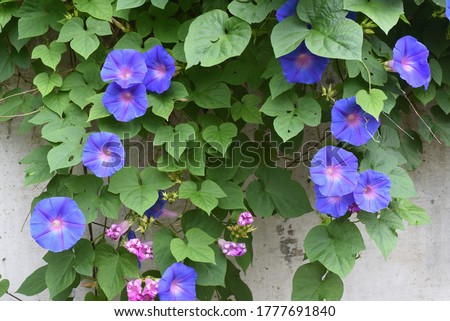 Ipomoea indica is a species of flowering plant in the family Convolvulaceae, known by several common names, including Blue morning glory, Oceanblue morning glory, Koali awa, and Blue dawn flower. Royalty-Free Stock Photo #1777691840