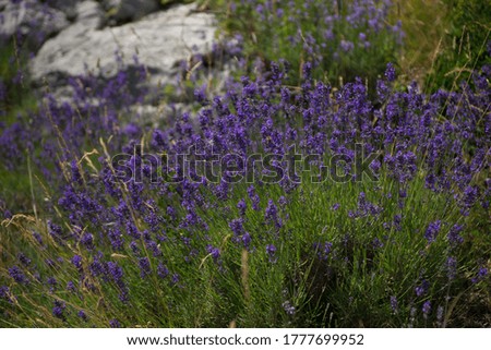 Closeup image of lavender  blooming in provence near groudon. Summer wildflowers on the french riviera.