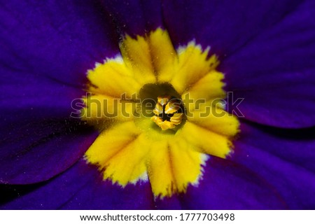 Close up image of a Primrose flower. This is a vibrant purple flower with a yellow pattern in the center.