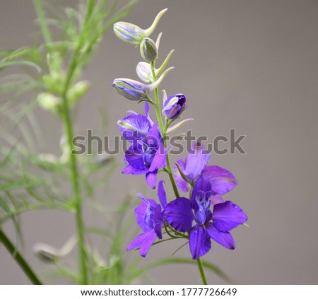 Violet flowers and buds about to bloom (Consolida ajacis). Royalty-Free Stock Photo #1777726649