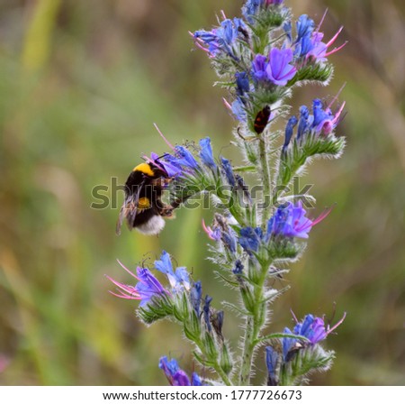 Bumblebee on the left sucking nectar in flower of Tongue of cow (Echium vulgare). Royalty-Free Stock Photo #1777726673