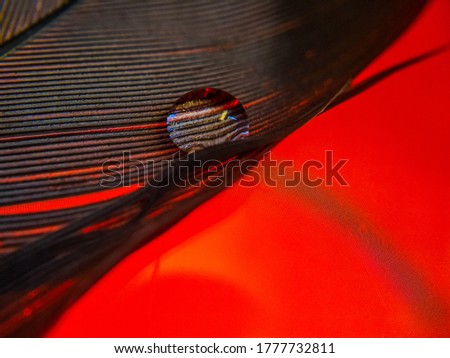 Drops of water on a beautiful and colorful pigeon feather with red background, black feather ,macro water drops photography