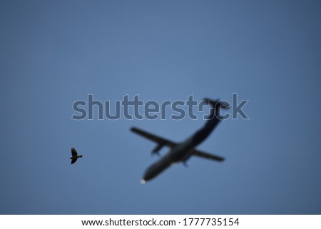 Picture of a bird flying overhead while an airplane passes in the background.