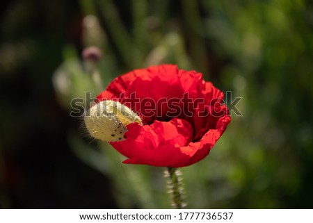 Red poppy flower and the remaining box on the petals on a sunny day in the garden.