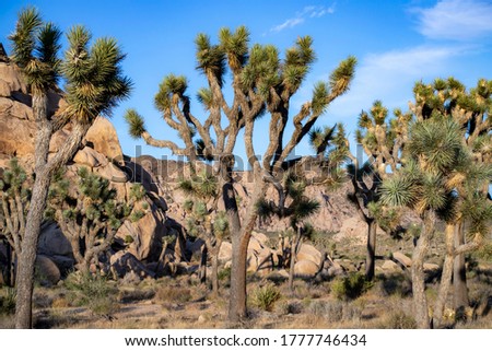 A Tree in the Desert Landscape