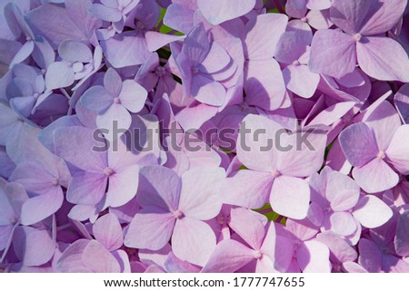 Picture of Light Purple and Pink flowers