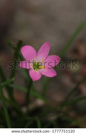 
Closeup of lovely little pink Crocus flower in the morning
